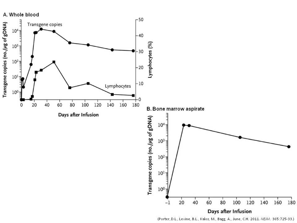 Detection of modified antigen receptor transgene over time: Genomic DNA isolated from serial samplings of the patient’s whole blood (A), and bone marrow aspirate (B) was subjected to quantitative real-time polymerase-chain-reaction (PCR) analysis to detect transgenic DNA. Whole blood specimens were also subjected to flow cytometric analysis to detect the presence of CART-19 T cells (A). Both assays show that the modified T cells expanded to levels greater than 1000x as high as initial engraftment levels in the peripheral blood and bone marrow. Further, the number of copies of transgene stayed elevated even at day +180 post infusion.